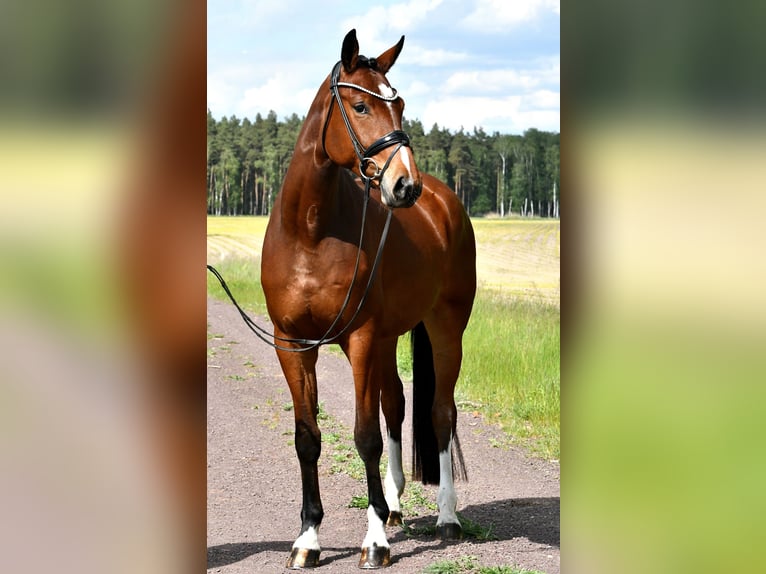 Cheval de sport allemand Jument 4 Ans 163 cm Bai in Kamern