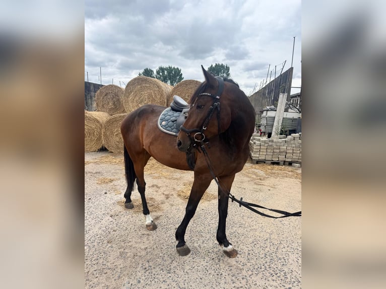 Cheval de sport allemand Croisé Jument 4 Ans 163 cm Bai in Bernau