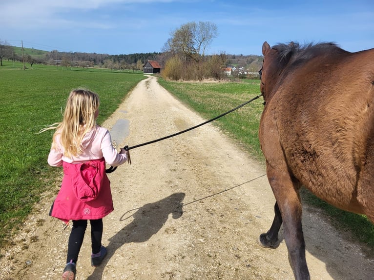 Cheval de sport allemand Jument 4 Ans 163 cm Bai clair in Stockach