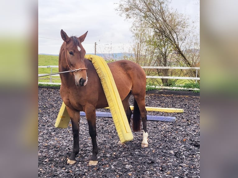 Cheval de sport allemand Jument 4 Ans 163 cm Bai clair in Stockach