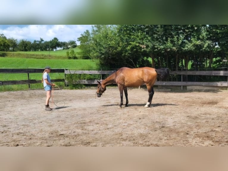 Cheval de sport allemand Jument 4 Ans 163 cm Bai clair in Stockach