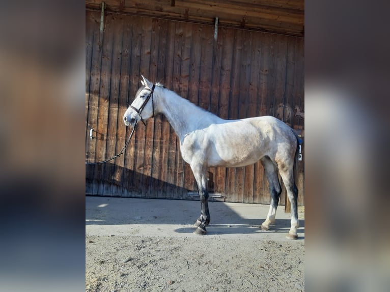 Cheval de sport allemand Jument 4 Ans 163 cm Gris (bai-dun) in Tittmoning