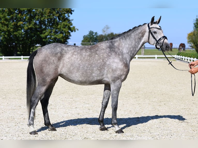 Cheval de sport allemand Jument 4 Ans 163 cm Gris in Gomadingen