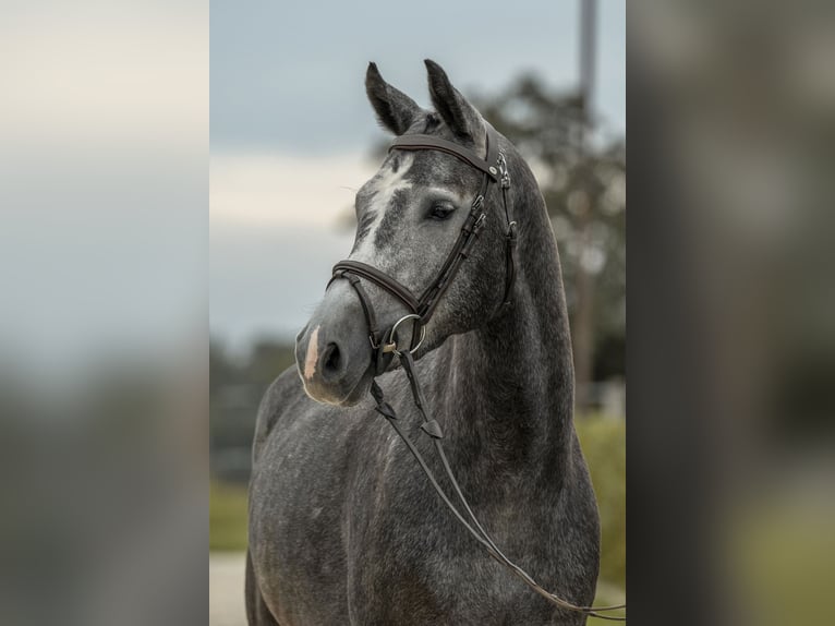 Cheval de sport allemand Jument 4 Ans 163 cm Gris in Gomadingen