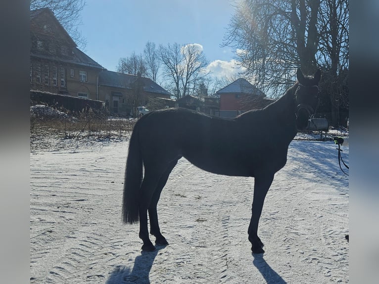 Cheval de sport allemand Jument 4 Ans 163 cm Noir in Zeulenroda