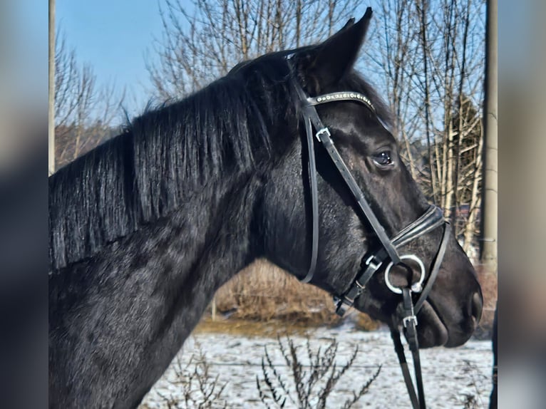 Cheval de sport allemand Jument 4 Ans 163 cm Noir in Zeulenroda