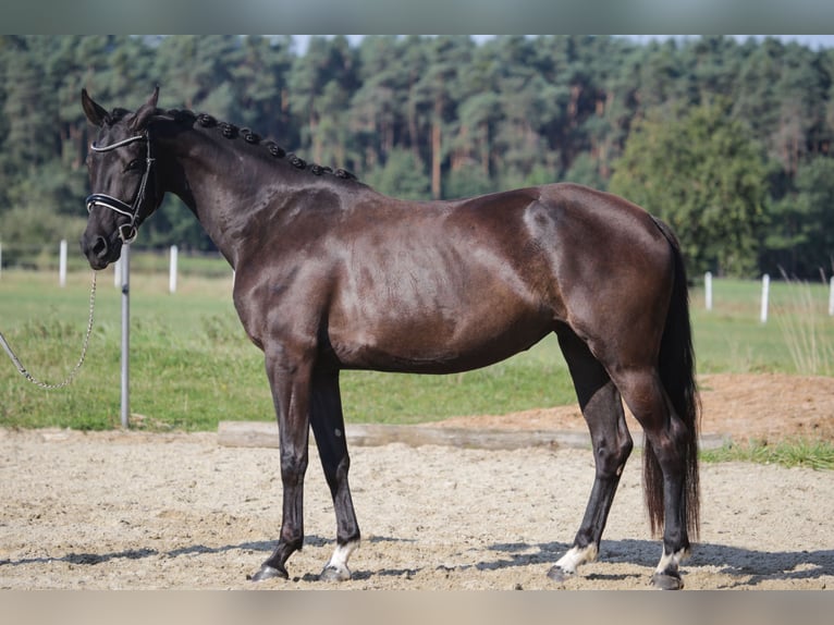 Cheval de sport allemand Jument 4 Ans 163 cm Noir in Wilhermsdorf