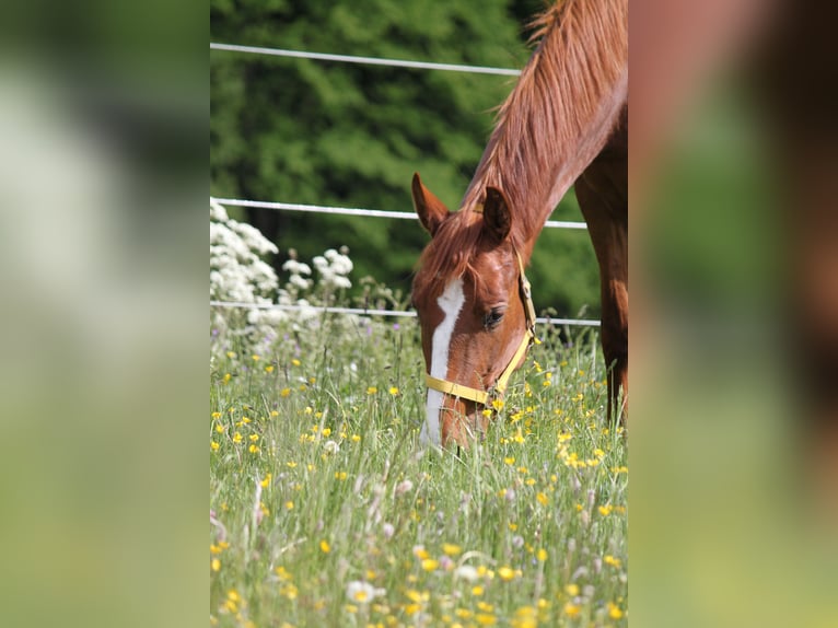 Cheval de sport allemand Jument 4 Ans 164 cm Alezan in Me&#xDF;stetten