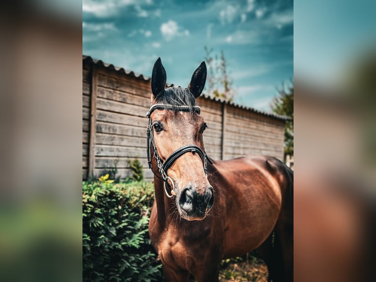 Cheval de sport allemand Jument 4 Ans 164 cm Bai brun in Rüsselsheim