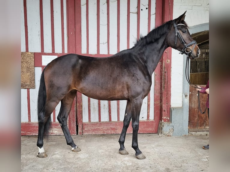 Cheval de sport allemand Jument 4 Ans 164 cm Bai brun in Bad Schussenried