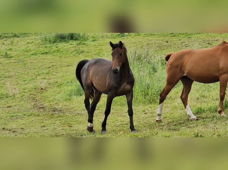 Cheval de sport allemand Jument 4 Ans 164 cm Bai brun foncé in Selters