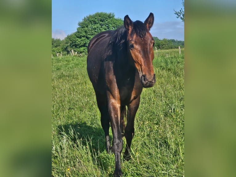 Cheval de sport allemand Jument 4 Ans 164 cm Bai brun foncé in Selters