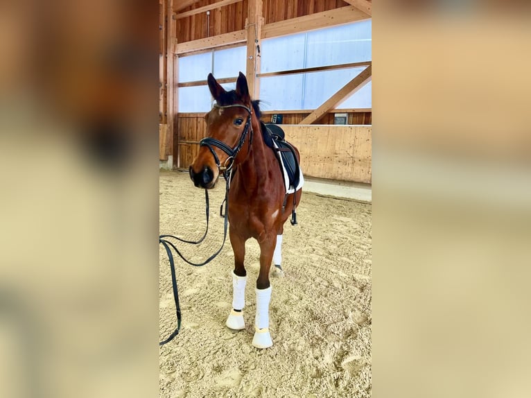 Cheval de sport allemand Jument 4 Ans 164 cm Bai in Bad Griesbach im Rottal