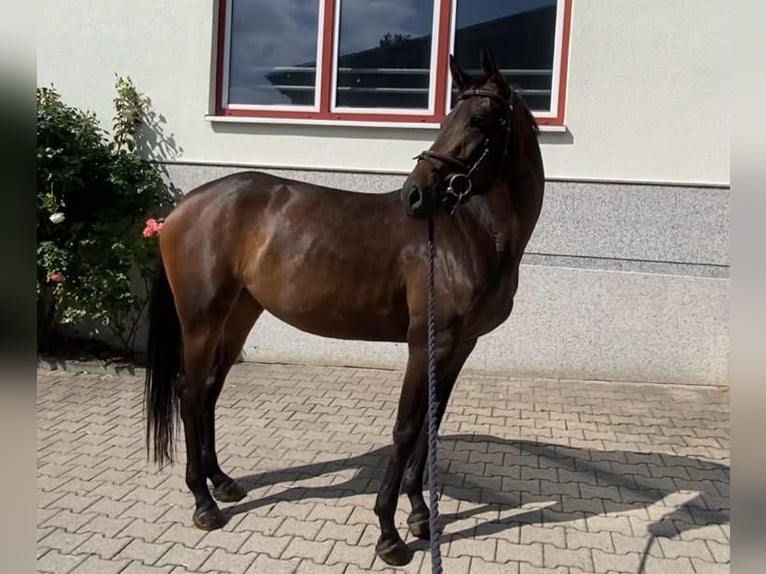 Cheval de sport allemand Jument 4 Ans 164 cm Bai in Dobel