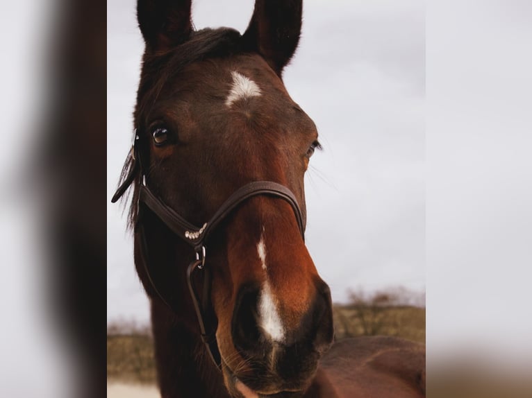 Cheval de sport allemand Jument 4 Ans 164 cm Bai in Nonnweiler