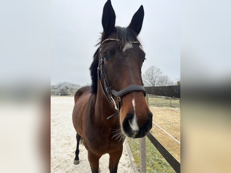 Cheval de sport allemand Jument 4 Ans 164 cm Bai in Nonnweiler