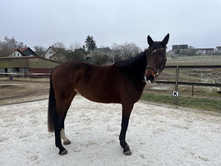 Cheval de sport allemand Jument 4 Ans 164 cm Bai in Nonnweiler