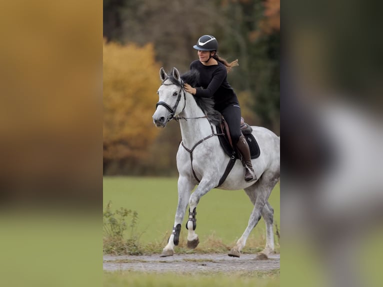 Cheval de sport allemand Jument 4 Ans 164 cm Gris pommelé in Schlins