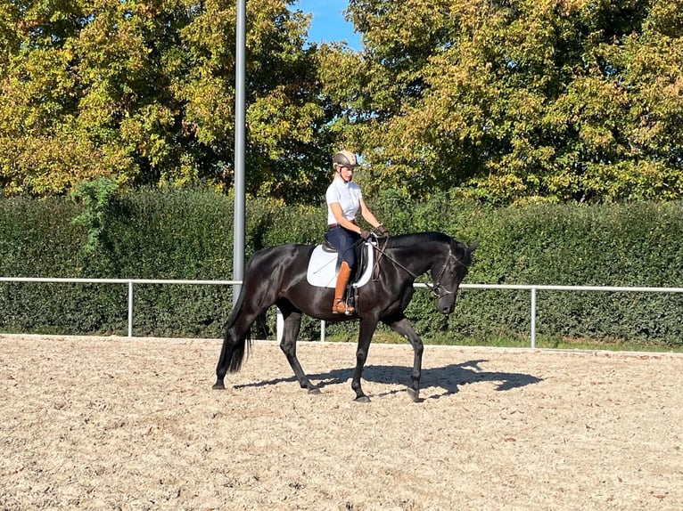 Cheval de sport allemand Jument 4 Ans 164 cm Noir in Saara