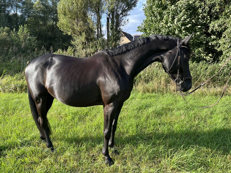 Cheval de sport allemand Jument 4 Ans 164 cm Noir in Saara