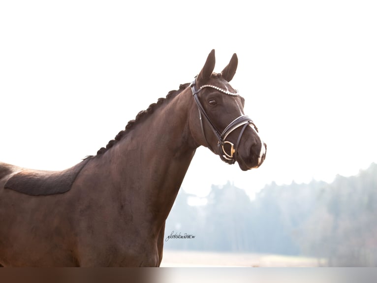 Cheval de sport allemand Jument 4 Ans 164 cm Noir in Lehrberg