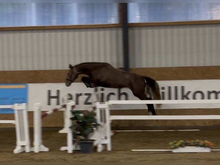 Cheval de sport allemand Jument 4 Ans 164 cm Peut devenir gris in Mollnitz