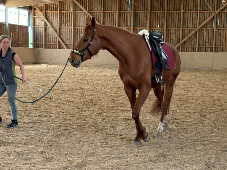 Cheval de sport allemand Jument 4 Ans 165 cm Alezan in Freudenburg