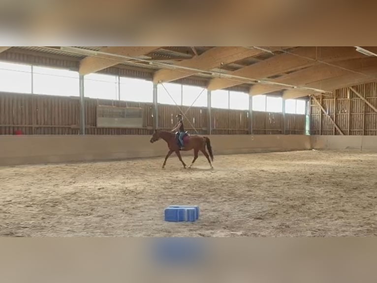 Cheval de sport allemand Jument 4 Ans 165 cm Alezan in Freudenburg
