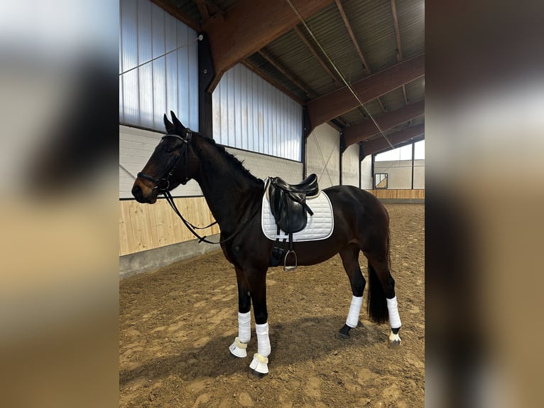 Cheval de sport allemand Jument 4 Ans 165 cm Bai brun in Kempen