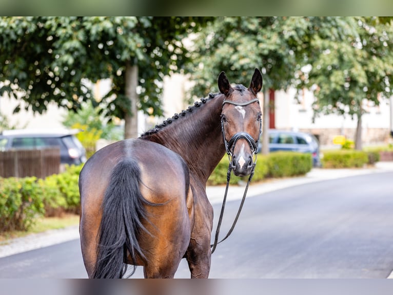 Cheval de sport allemand Jument 4 Ans 165 cm Bai brun in Weida OT Gräfenbrück