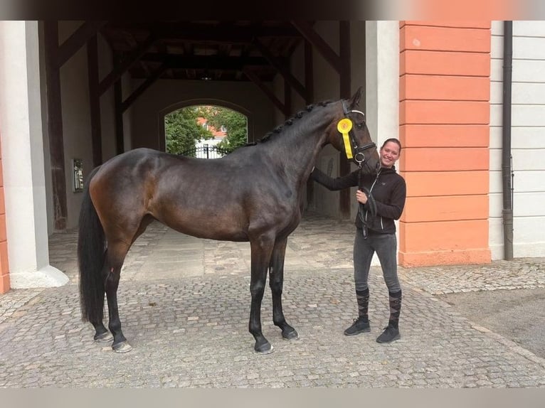 Cheval de sport allemand Jument 4 Ans 165 cm Bai brun in Weida OT Gräfenbrück