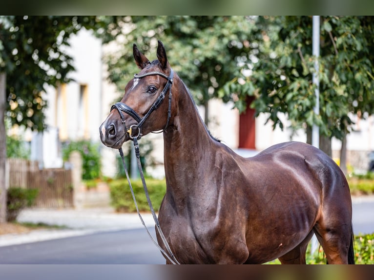 Cheval de sport allemand Jument 4 Ans 165 cm Bai brun in Weida OT Gräfenbrück