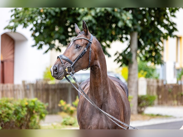 Cheval de sport allemand Jument 4 Ans 165 cm Bai brun in Weida OT Gräfenbrück