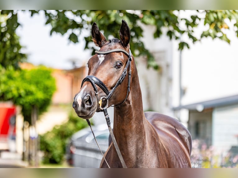 Cheval de sport allemand Jument 4 Ans 165 cm Bai brun in Weida OT Gräfenbrück