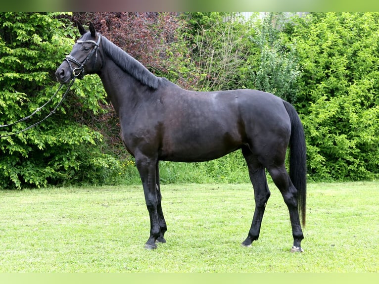 Cheval de sport allemand Jument 4 Ans 165 cm Bai brun foncé in Schwäbisch Hall