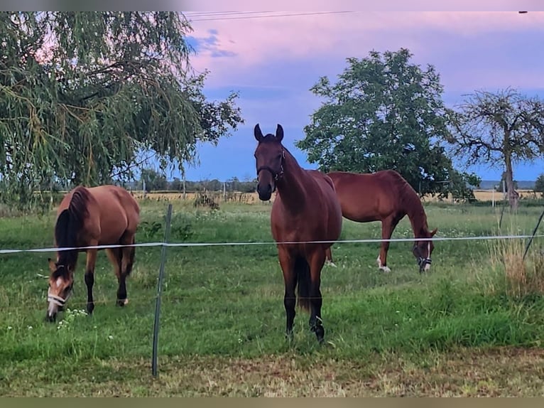 Cheval de sport allemand Jument 4 Ans 165 cm Bai cerise in Groß Rosenburg