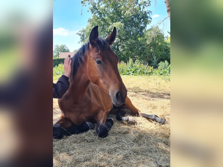 Cheval de sport allemand Jument 4 Ans 165 cm Bai cerise in Groß Rosenburg