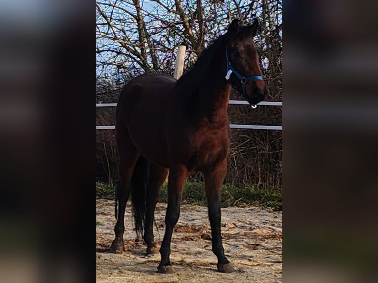 Cheval de sport allemand Jument 4 Ans 165 cm Bai cerise in Groß Rosenburg