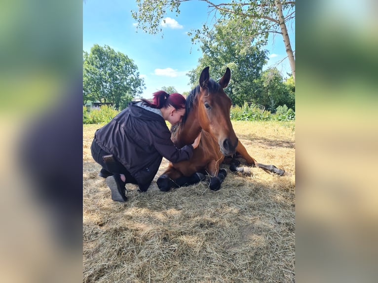 Cheval de sport allemand Jument 4 Ans 165 cm Bai cerise in Groß Rosenburg