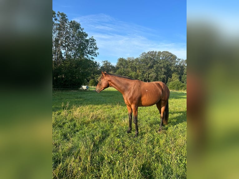 Cheval de sport allemand Jument 4 Ans 165 cm Bai cerise in Groß Rosenburg