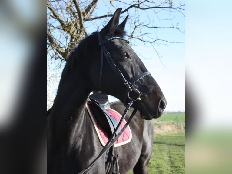 Cheval de sport allemand Jument 4 Ans 165 cm Bai cerise in Groß Rosenburg