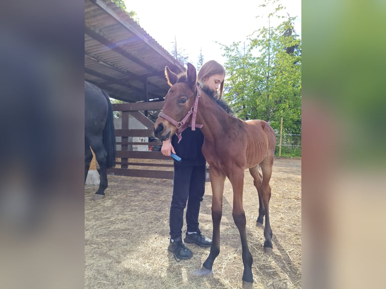 Cheval de sport allemand Jument 4 Ans 165 cm Bai cerise in Groß Rosenburg