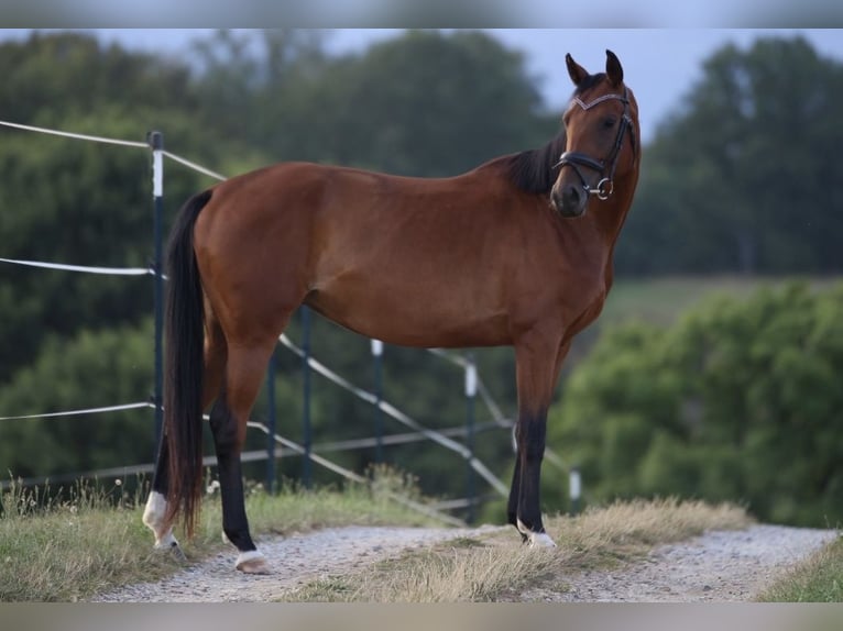 Cheval de sport allemand Jument 4 Ans 165 cm Bai in Dresden