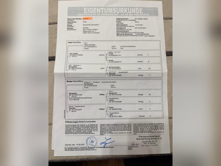 Cheval de sport allemand Jument 4 Ans 165 cm Bai in Gy&#x151;r
