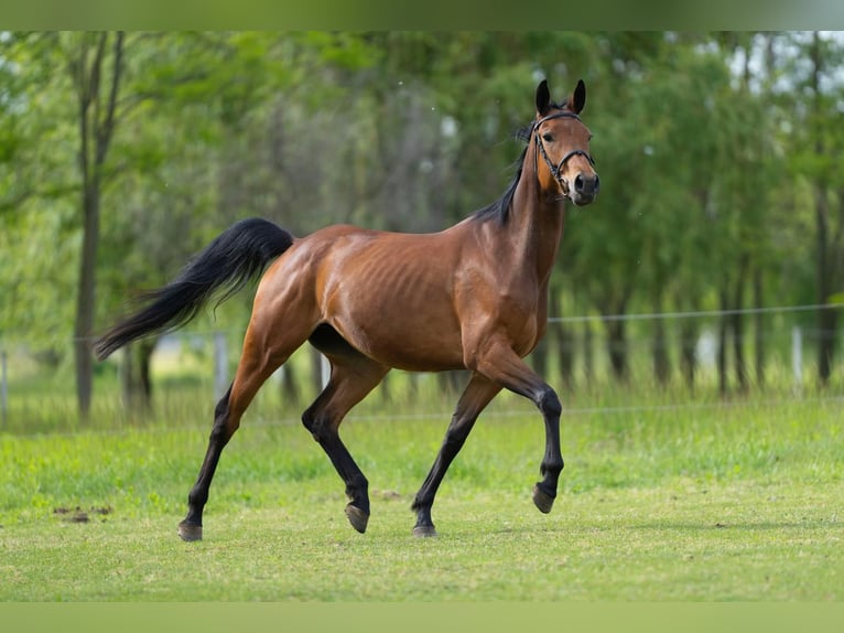 Cheval de sport allemand Jument 4 Ans 165 cm Bai in Gy&#x151;r