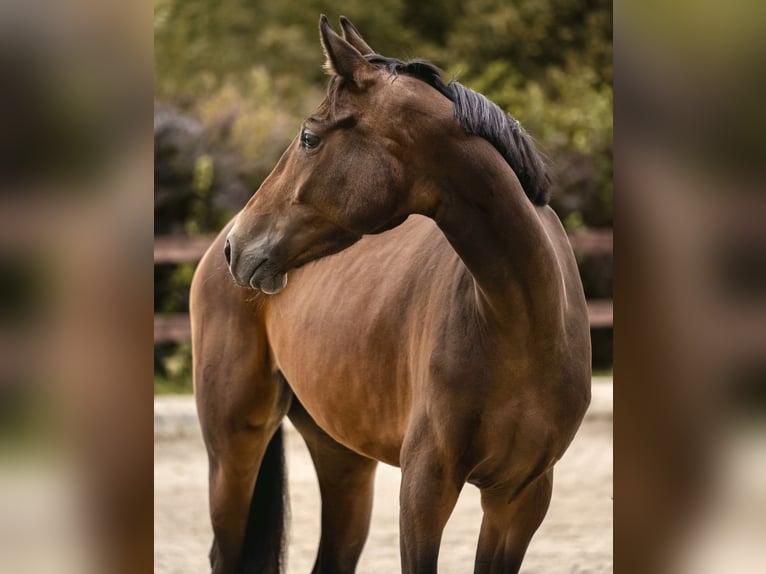 Cheval de sport allemand Jument 4 Ans 165 cm Bai in Eberndorf