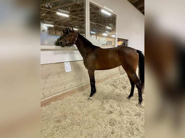 Cheval de sport allemand Jument 4 Ans 165 cm Bai in Eberndorf