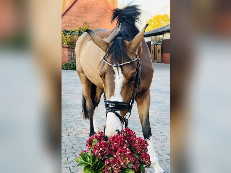 Cheval de sport allemand Jument 4 Ans 165 cm Bai in Martfeld