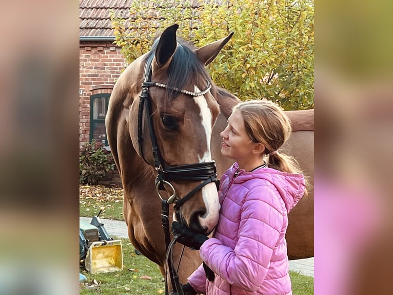 Cheval de sport allemand Jument 4 Ans 165 cm Bai in Martfeld