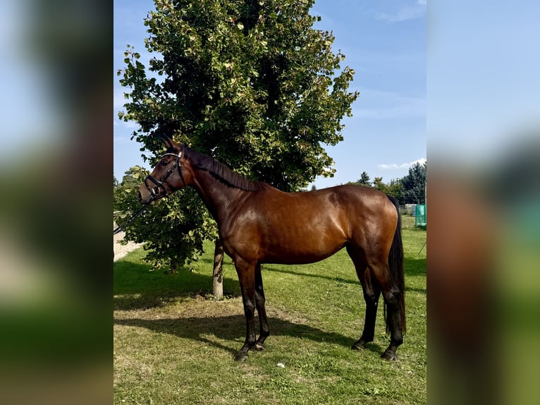 Cheval de sport allemand Jument 4 Ans 165 cm Bai in Mockrehna